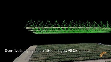 Wheat Hub - Phenotyping Techniques