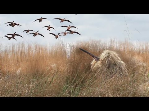 Video: Yovvoyi O'rdak Taomlari: Mazali Va Foydali