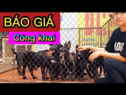 Video Báo giá công khai chó Béc Bỉ Malinois màu đen tuyền và... - youtube