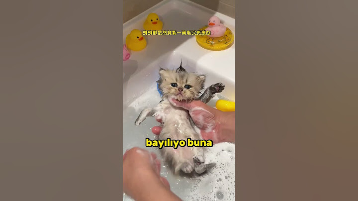 Zavallı Kediye Hemen Yardım Edelim.. 🐱 🚑