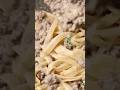 Hamburger Alfredo Pasta 🍝 Easy, creamy, delicious!