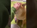 飼い主に甘えたい柴犬のしつこすぎる撫でろの催促。