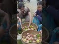 Harvesting Passion Fruit Goes To Market Sell! #harvest... #Shorts #raw_bodycam