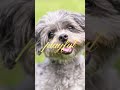 Adorable Shih Poo Mix