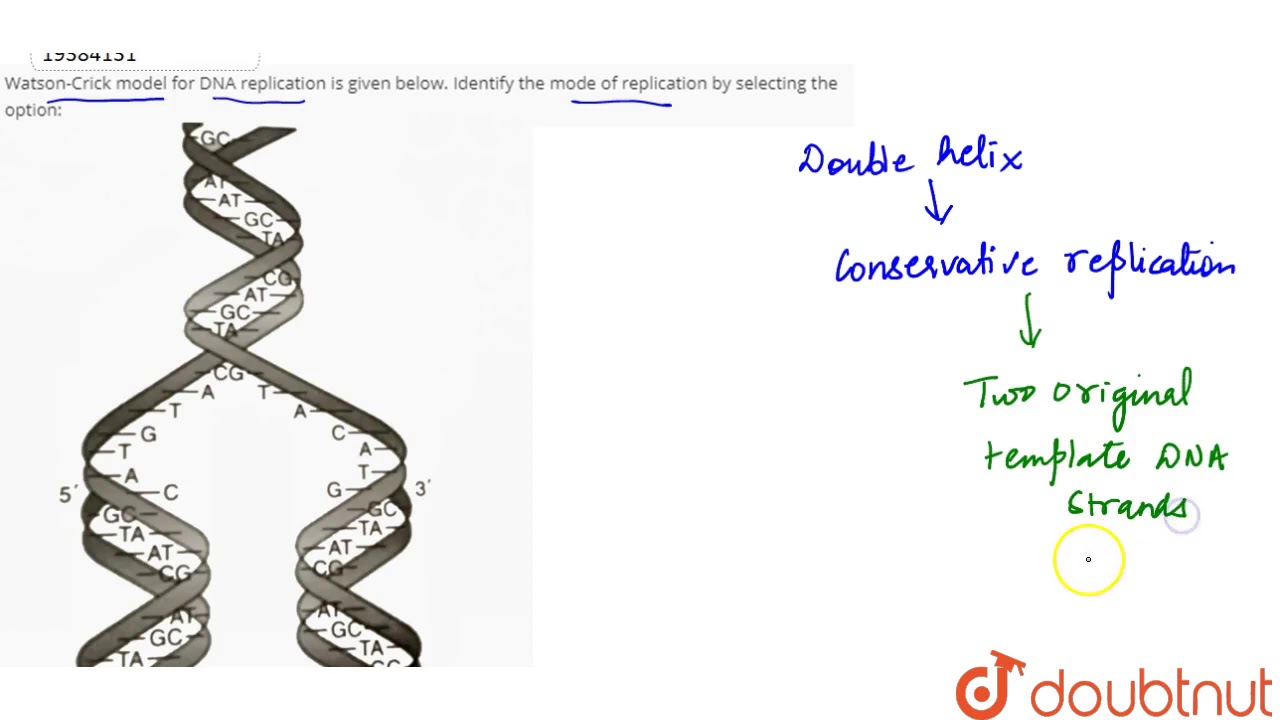 Watson Crick Model For Dna Replication Is Given Below Identify The Mode Of Replication By Selecting Youtube