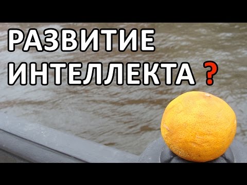 ТРИЗ и РАЗВИТИЕ ИНТЕЛЛЕКТА