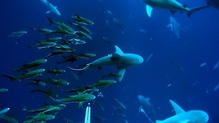 Cobia Spearfishing off Sharks - BOOM