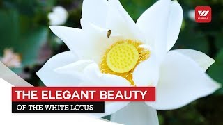 The Elegant Beauty Of The White Lotus | VTV World