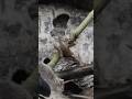 Муравьиный замес #bunkerm #wildlife #animals #science #discovery #entomology #experiment #nature