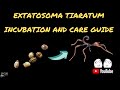 EXTATOSOMA TIARATUM : INCUBATION AND NYMPH CARE