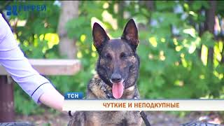 Служебные собаки со всего Пермского края боролись за звание лучшей Служебные собаки со всего Пермского края боролись за звание лучшей