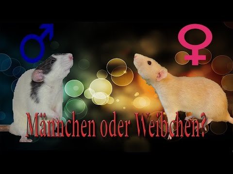 Video: Wie Man Ein Männchen Von Einem Weibchen Unterscheidet