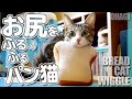 お尻をふるパン猫 - Bread Cat Wiggle -