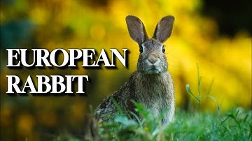 The European Rabbit 101: 17 Amazing Facts Unleashed