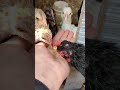 Baby Hen Eating My Hand Feed So Cute 🏡🐥😍