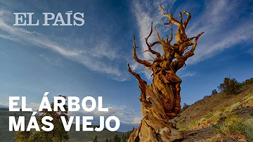 ¿Qué edad tiene el árbol más viejo?