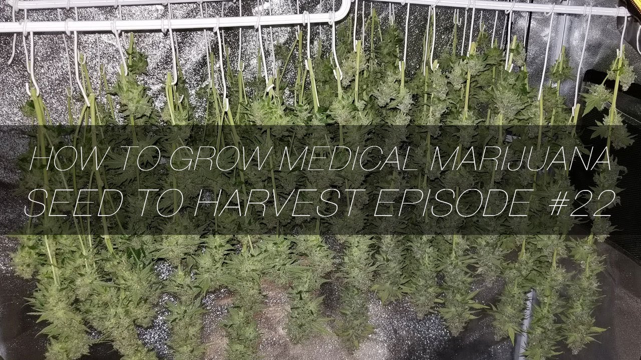 How to Grow Medical Marijuana Seed to Harvest E22   Harvest White Widow Mainline