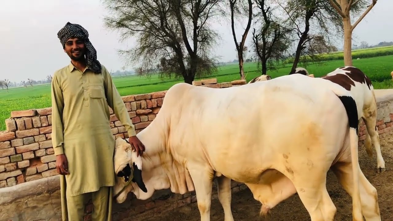 February 15, 2026 qurbani ki kharido feroz