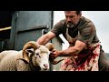 الكبش الذي رفض الذبح.. قصة تثير الدهشة 🐑