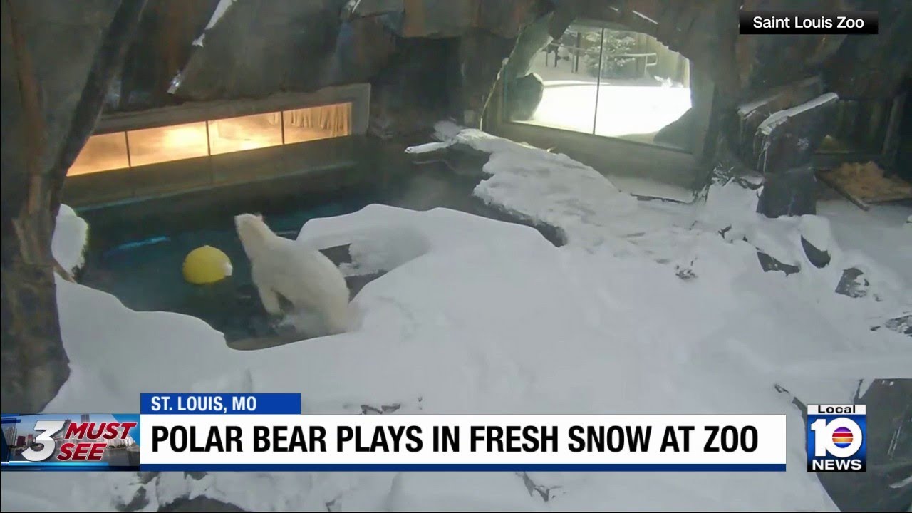 Polar Bear caught on camera enjoying fresh snowfall inside St. Louis Zoo