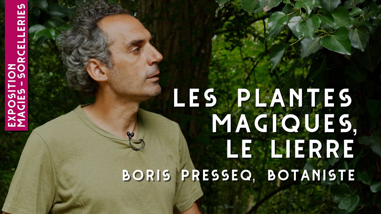 #4 - Le Lierre - Les plantes magiques