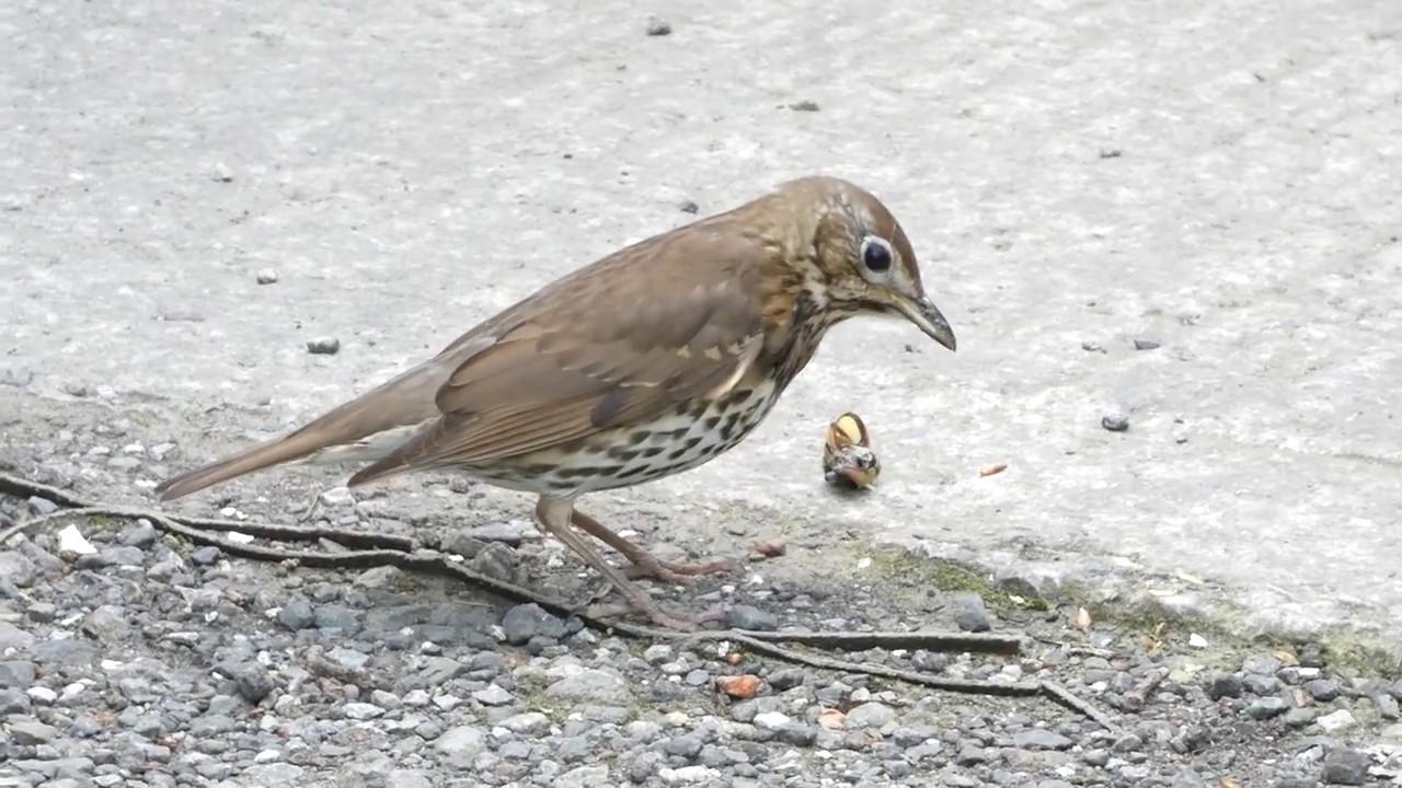 Song Thrush bird smashes snail & eats it at the wonderful Burton Mere
