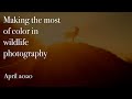 Making the most of color in wildlife photography (April 2020)