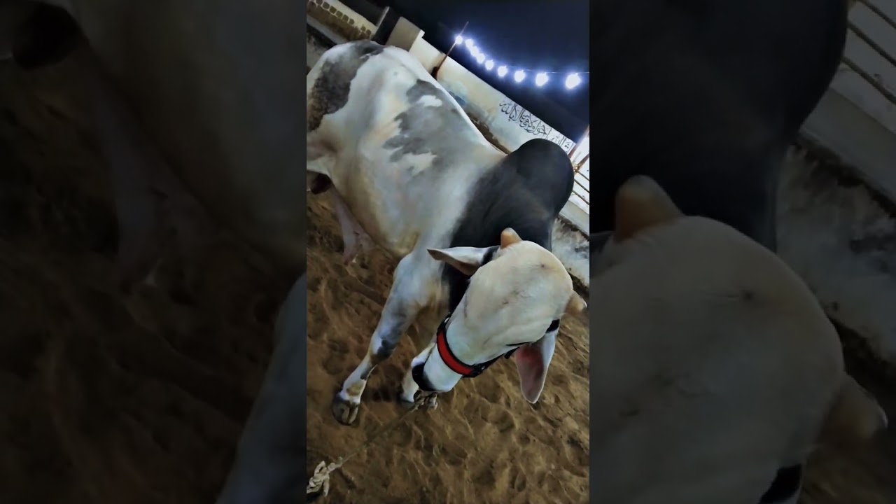 Daily vlogs for RB 👑🦁/Jameel Memon 