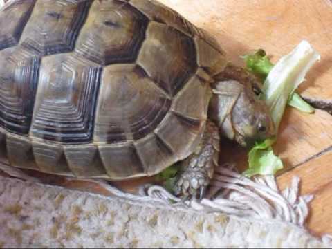 ანთელავა მურმანის ბარბაროსა