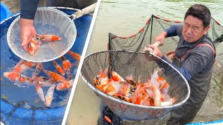 First Koi Harvest of the season 2020!! Shintaro Koi Farm Japan