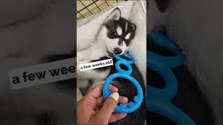 Cute husky puppy growing so fast’