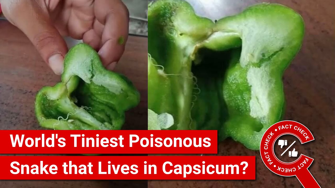 FACT CHECK Viral Video Shows World's Tiniest Poisonous Snake that