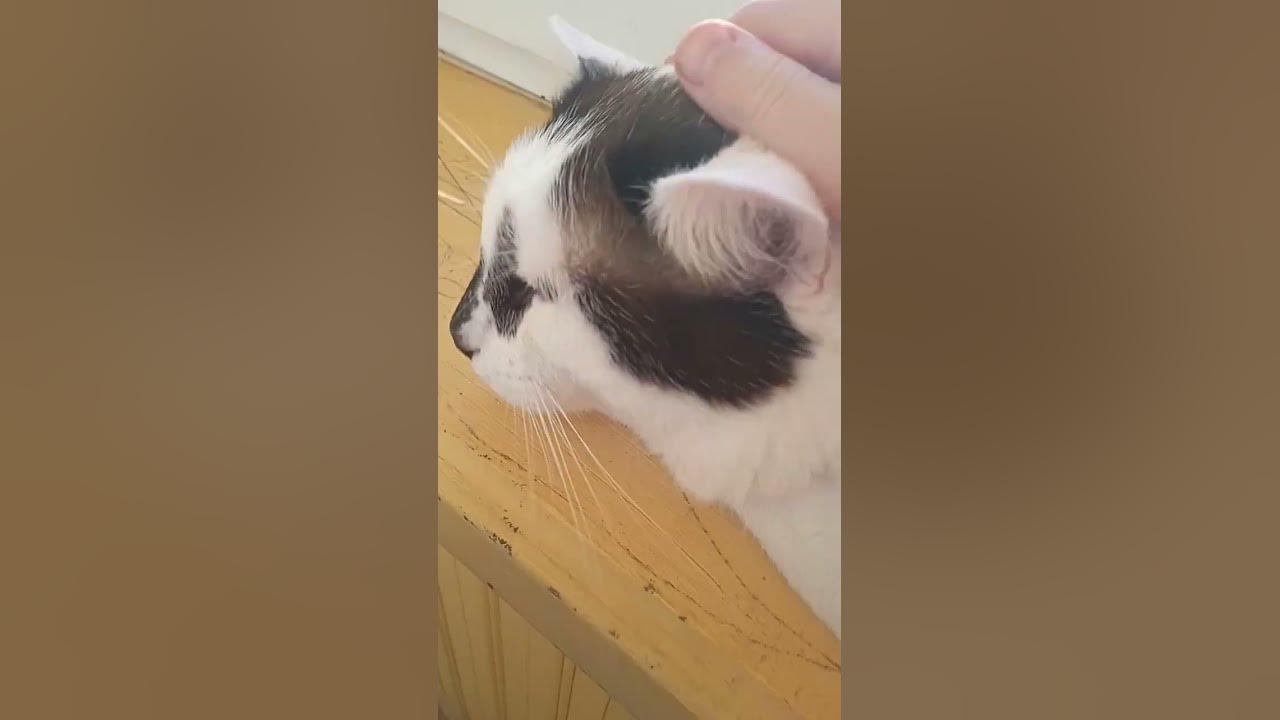 котик снова лежит на подоконнике и на солнышке😄 - YouTube