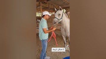 لأحتنِكنّ ذُرّيتهُ - معنى أحتنِكنّ #سورة_الإسراء #القرآن_الكريم #البحرين