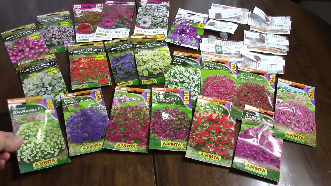 08 01 2026 г  Волгоград  Обзор сортов петуний