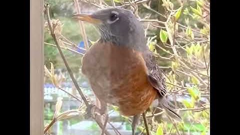 Robin at my window
