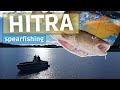 Spearfishing |HITRA 2021| Norway