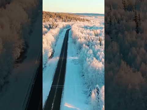 Snowy Boreal Forest, Alaska, United States