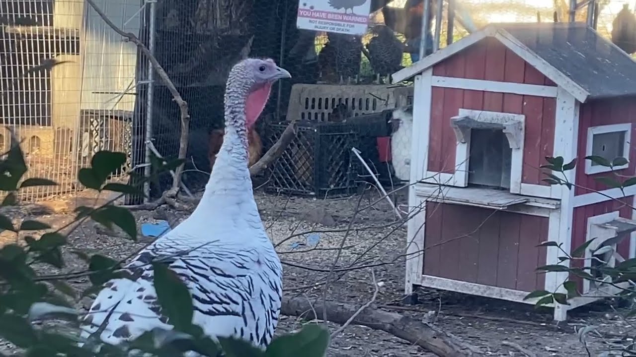 Orpington Lucille stuck door blind, Mars shows Off Flock front view 