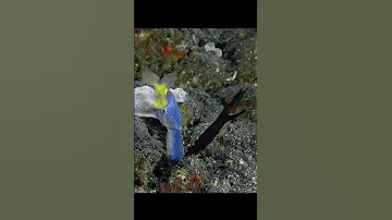 All ribbon eels are born male #eels #truefacts #animals