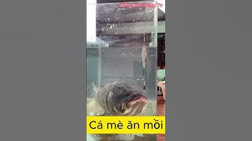 Nhịp phao cá mè ăn mồi - Hồng Ân Fishing Tv