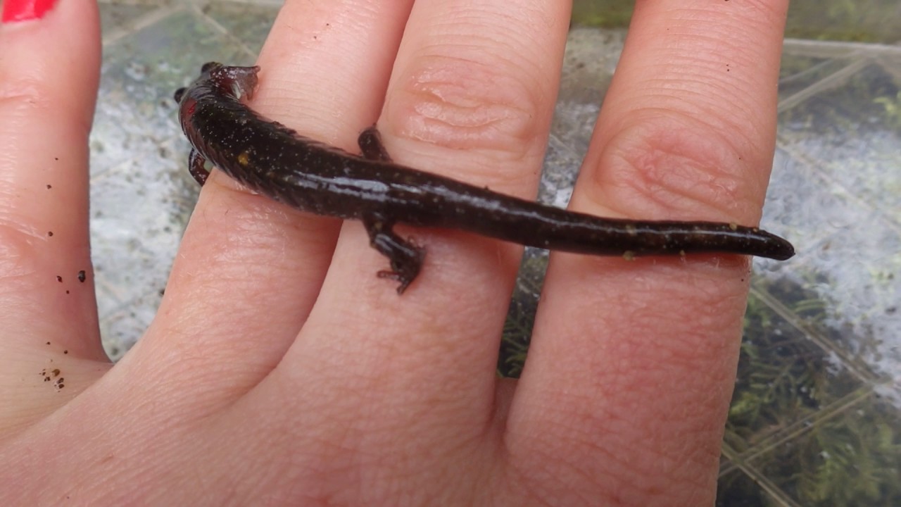 Plethodon