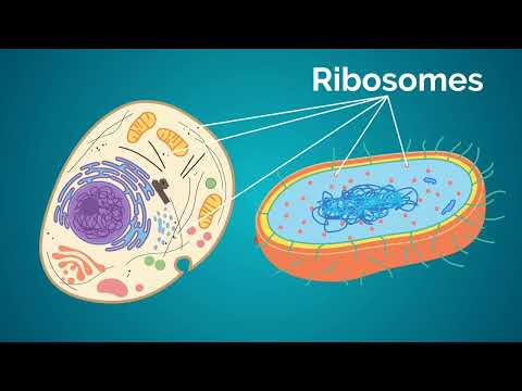 Video: Haben Eukaryoten membrangebundene Organellen?