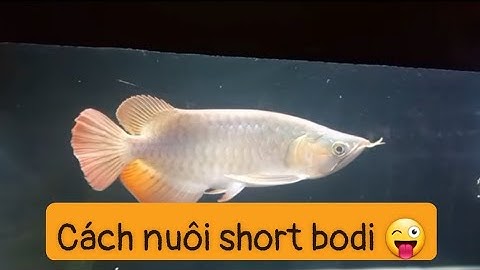 Cách nuôi dòng Cá Rồng Short body