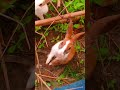 #rabbit #cute #rabbits #animals #pets @Rabbitupdatetop1