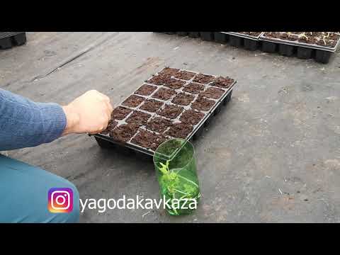 размножение малины маточным