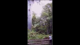 Download Lagu Hymn for Tane Mahuta MP3