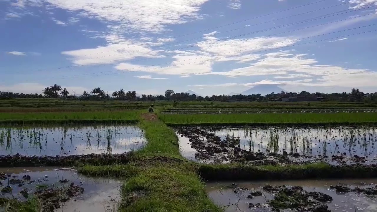 Pemandangan Desa Persawahan, Keindahan Sawah