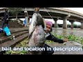 BIG TILAPIA FISHING, TILAPIA BAIT, मोठे चिलापी मासे पकडणे, चिलापी माश्याचा चारा