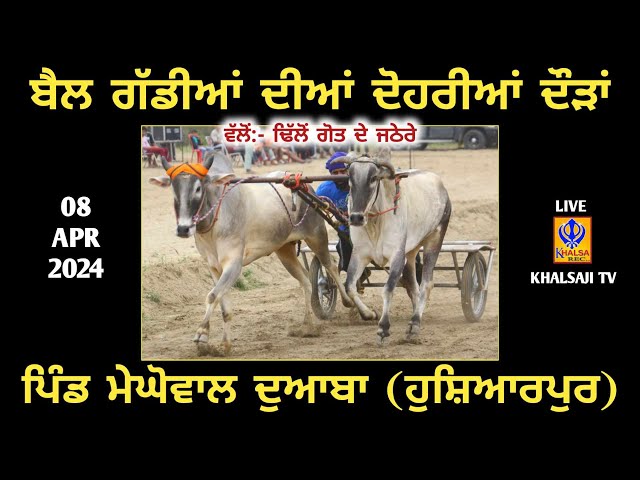 🔴[Live] Mehgowal Doaba | Hoshiarpur | Ox Races | 08 Apr 2024 class=